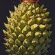 King Pineapple