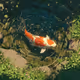 lofi gma - koi rising
