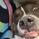 DogTeef
