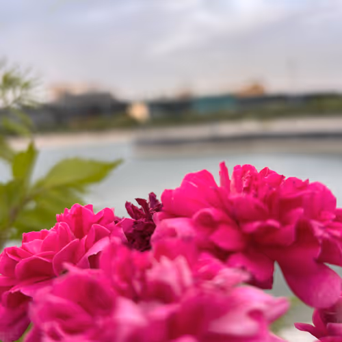 Unhurried Blossoms