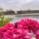 Unhurried Blossoms