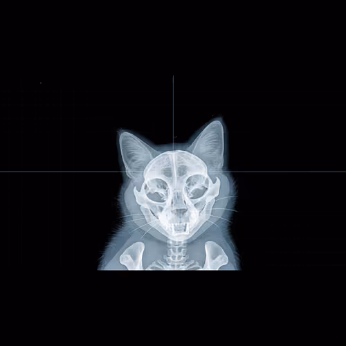 Xray Protocol
