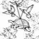Tortugas y Palomas