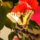 Tiger Swallowtail