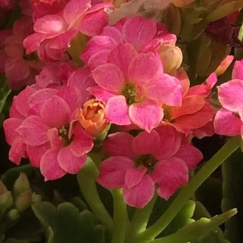 Flower 279