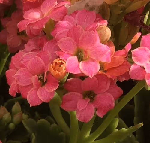 Flower 279