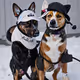 dog wef hat