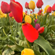 Tulips in Bloom