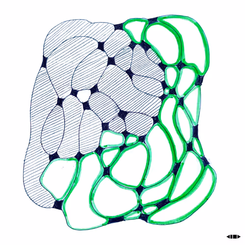 Elephant in the wild