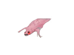 Low B Wojak