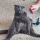 felix
