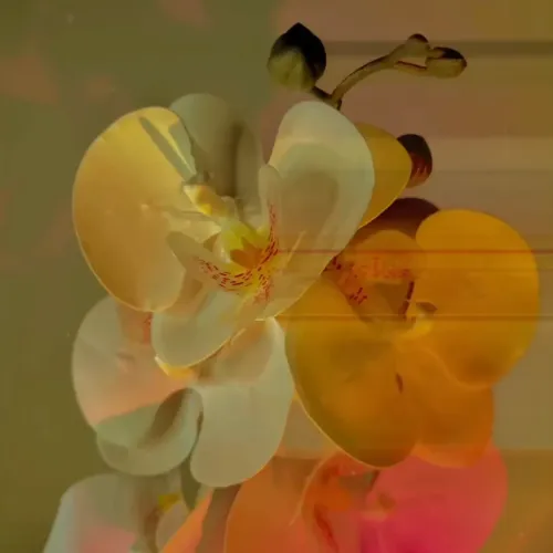 Orchid 2 3