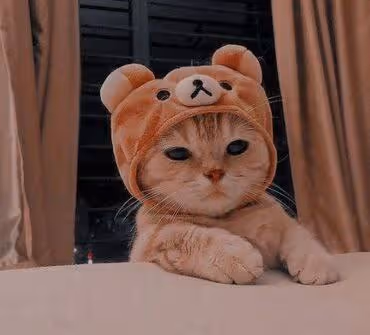 WP:P