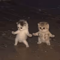 DANCINGCAT