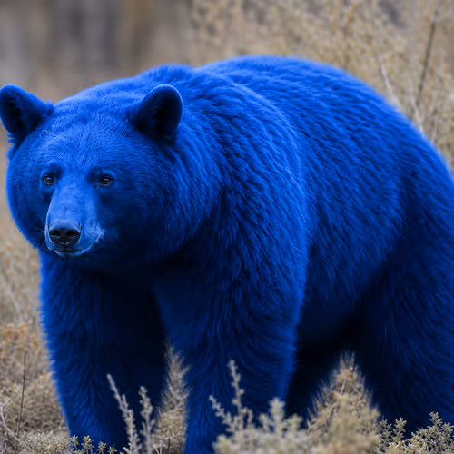 BLUEBEAR