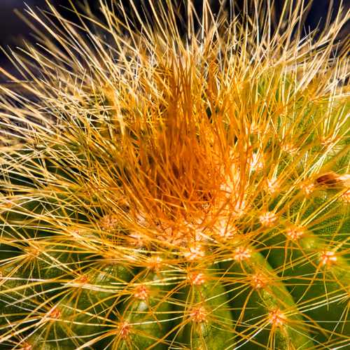 Spiky 173725700