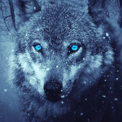 majestic wolf