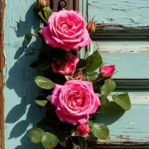 roses