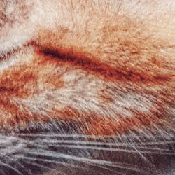 My poor kitty #24