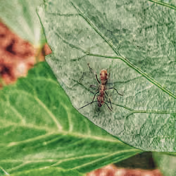 ANT'S #02