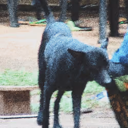 ⱠØ₵₳Ⱡ ĐØ₲₴ 🐕 #03