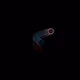 2655