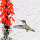 Ruby Throated Hummingbird 