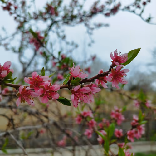 Peach Garden