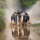 BULL RUN