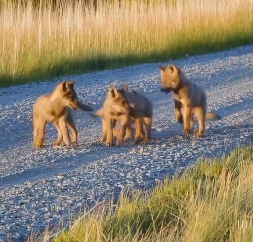 Digital Pawprints Dog Nfts