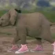 Running Elephant