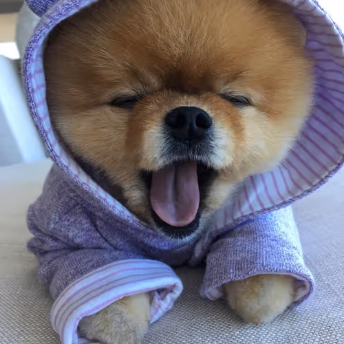 dogy3
