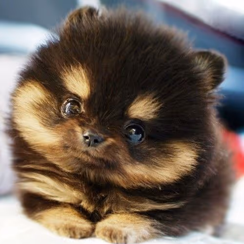 dogy4