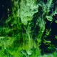 Salvia