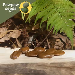 Happylachian Seeds: Pawpaw (7ct) #5