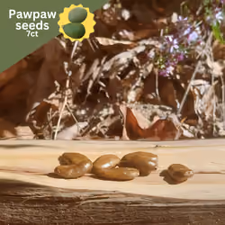 Happylachian Seeds: Pawpaw (7ct) #4