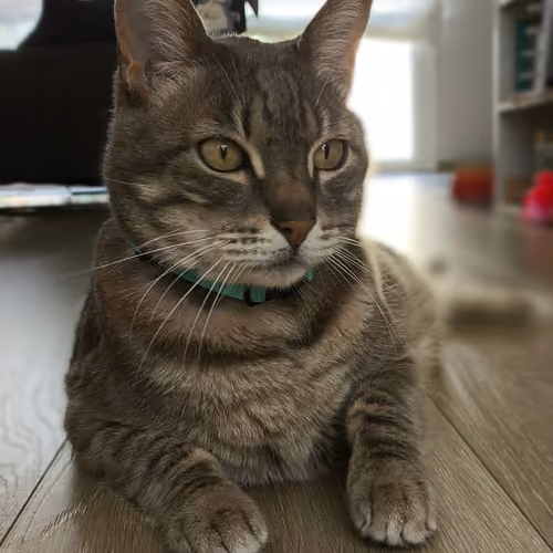 This is my Cat #9