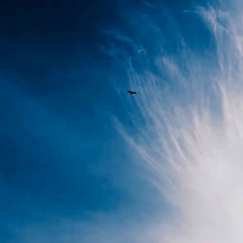 Solitary bird beneath swirling sky