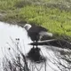 Alaskan Eagle