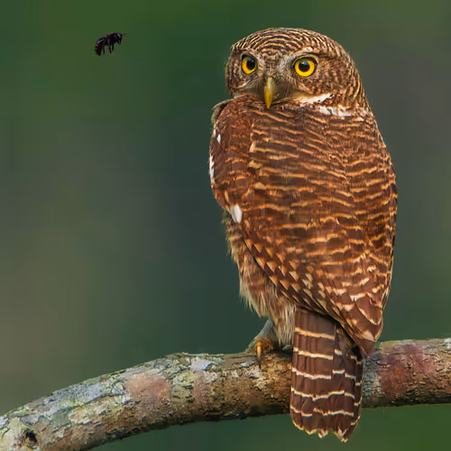 I See You - Asian Barred Owlet