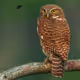 I See You - Asian Barred Owlet
