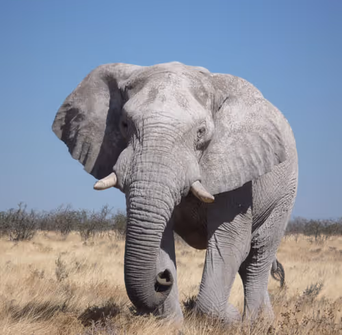 elephant
