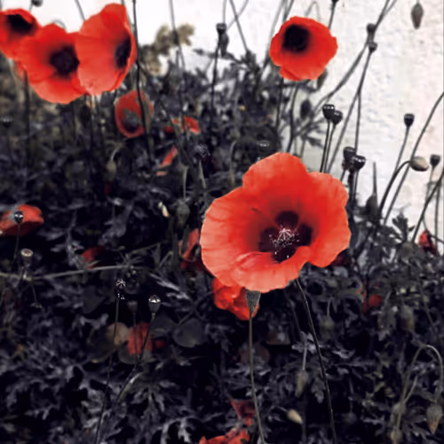 Poppies Blossom
