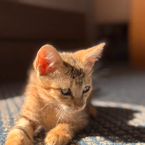katze