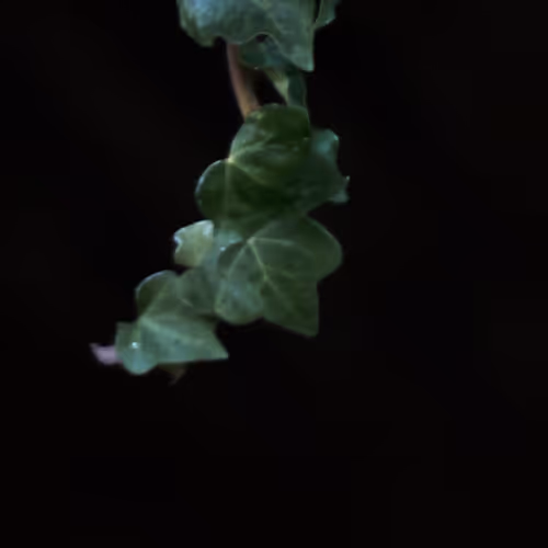 Green 535