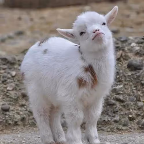 goat2