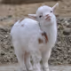 goat2