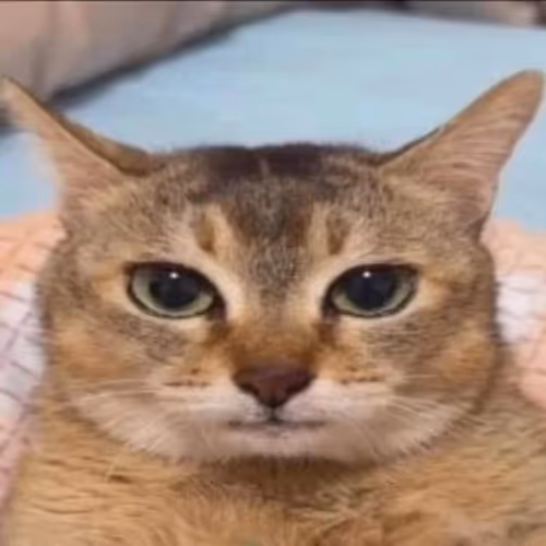 ss