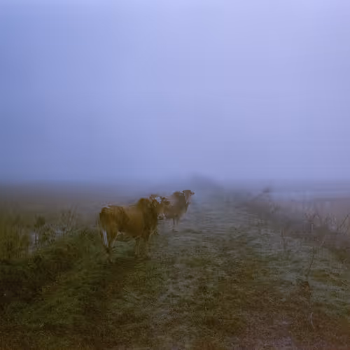 Lost In The Mist 1