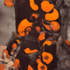 Rodeo posts
